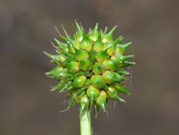 Maybe you would like to learn more about one of these? Spiky Green Ball Plant Found At The Side Of A Lake In The United Kingdom Macro Photography Uk Stock Image Image Of Flowerhead Ball 131776707