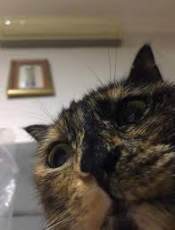 Ry dad, what is this? This Person Tried To Unlock Your Phone Album On Imgur