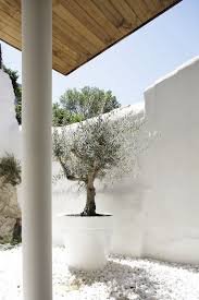 White White White Olive In A Pot Barefootstyling Com Mediterranean Style Adamchristopherdesig Mediterranean Garden Design Mediterranean Garden Garden Design
