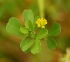 Image result for Trifolium dubium