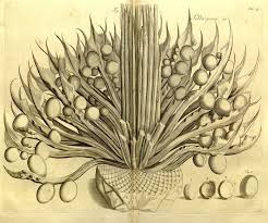 Hortus Malabaricus 1678 1693 The Public Domain Review Botanical Drawings Scientific Illustration Botanical Art