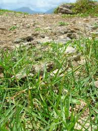 Image result for Paspalum vaginatum