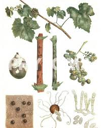 Image result for Uncinula necator