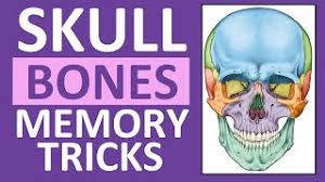 How many bones are in your body? Skull Bones Mnemonic Cranial And Facial Bones Anatomy And Physiology Youtube