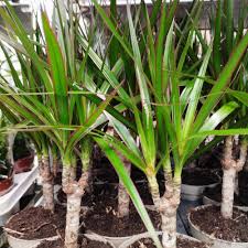 Image result for Carex steudneri