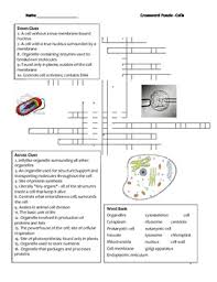 These little organelles are found throughout the cell and are the protein builders of the cell. Cell Organelle Crossword Worksheets Teaching Resources Tpt