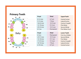 6 Teeth Numbers Chart Divided Into 4 Quadrants Teeth