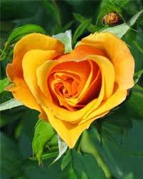 One prickly pear cactus flower starts to bloom first with many more on the way in big bend national park, texas texture of texas cactus. Flowers Pretty Beautiful Lovely Flowers Everyday It S Amazing Heart Shaped Yellow Rose Hybrid Tea Roses Beautiful Roses Beautiful Flowers