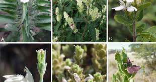 Image result for Pogonospermum ciliatum