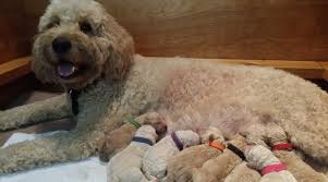 With the perfect mixture of golden retriever personality and poodle intelligence, goldendoodles make the perfect family companions! 2017 Goldendoodle Litter Creme De La Doodle