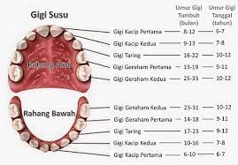 Arabic dutch english french german indonesian italian korean malay portuguese russian spanish. Gigi Susu Klinik Pergigian Zalinda Wangsa Maju Facebook