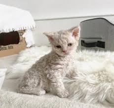 The Selkirk Rex – The Cat With Natural Curls! 🐱 – New and Tips