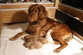 The wachtelhund is an avid scent follower that hunts furred game as well as blood tracks wounded game. Jagdhunde Dohlmuehle De Deutscher Wachtelhund