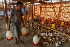 Untuk saat ini memang sekam paling favorit di kalangan peternak ayam pedaging maupun ayam. Pengusaha Minta Permudah Perizinan Industri Pengolah Telur Republika Online