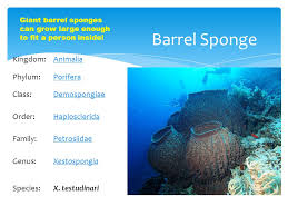 Porifera Common Name Sponges Ppt Video Online Download