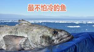 世界上最不怕冷的鱼 南极鳕鱼 fish meat sports