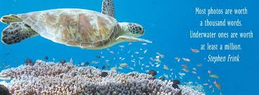 Pin By Padi On Quotes And Inspiration Quotes About Photography Diving Quotes Underwater Quotes