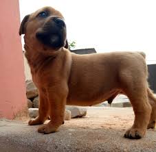 Rottweiler mix breed puppies are on the rise. If You Have A Boerboel Rottweiler Mix Can U Please Post A Pic So I Can See Pets Nigeria