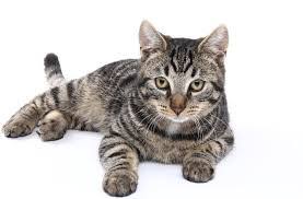 Allergiefreie Katzen Katzenrassen Welche Fur Allergiker Geeignet Sind
