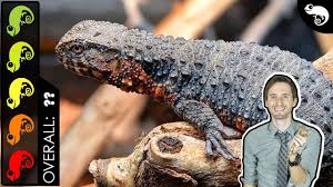 Check spelling or type a new query. Chinese Crocodile Lizard The Best Pet Lizard Youtube