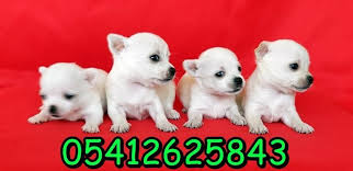 sivava yavru ilanlari 05412625853 panosundaki pin