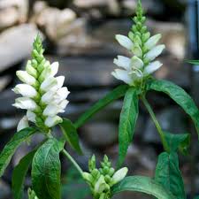 Image result for Vernonia glabra