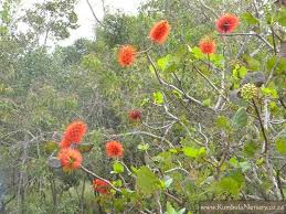 Image result for Greyia