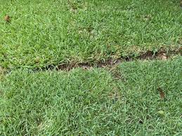 Palisades zoysia grass is a medium blade, high density turf grass that is especially suitable for home lawns palisades has proven itself to be an excellent choice for low maintenance landscapes. Palisades Zoysia Grass Vs St Augustine Grass Palisades Zoysia Certified Palisades Zoysia Grass