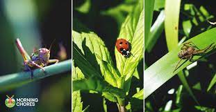 Attractive to beneficials that are parasites and predators of the insect pests of the mustard family (broccoli, brussels sprouts, cabbage, cauliflower, kohlrabi, mustard greens). 22 Beneficial Insects To Protect Your Garden And How To Attract Them