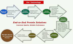 12 Punctilious Protein Synthesis Flow Diagram