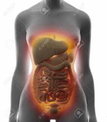 Free samples of various female poses. Abdominal Organs Real View Female Anatomy Concept Stock Photo Picture And Royalty Free Image Image 38667927