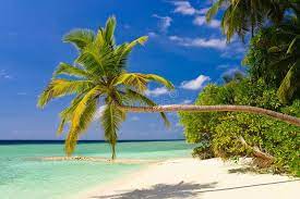 Bending Palm Tree On Tropical Beach Vacation Background Ad Tree Palm Bending Tropical B Tropical Beach Vacations Beach Wall Murals Tropical Beach