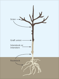 It involves attaching part of a plant or tree, called a scion, onto to another branch, called a rootstock. Grafted Tree Apples And Pears Te Ara Encyclopedia Of New Zealand