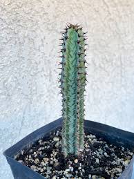 Image result for Euphorbia confinalis