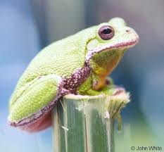 Image result for Hippocratea graciliflora