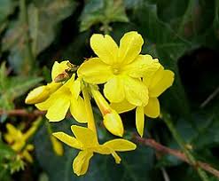 Image result for Jasminum meyeri-johannis