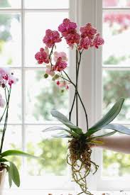 Check spelling or type a new query. 10 Things Nobody Tells You About Orchids Gardenista