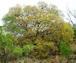 Image result for Pseudolachnostylis maprouneifolia