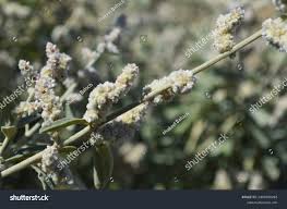 Image result for Aerva javanica