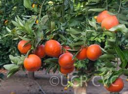 Image result for Citrus reticulata