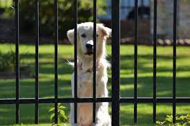To avoid the potential dangers in handling a trapped dog, a better option may be to learn how to repel dogs. How Can I Keep My Dog Outside Without A Fence Pethelpful