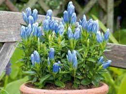 Vous êtes descendu jusqu'ici pour obtenir des informations sur plante à fleurs ? 5 Fleurs Pas Cheres A Planter En Hiver Elle Decoration Planter Des Fleurs Fleur Hiver Jardinage Fleur