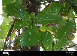 Image result for Barringtonia asiatica