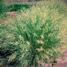 Image result for Eragrostis curvula