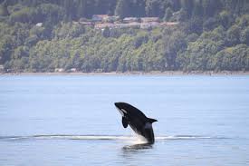 Whale Watching In Northern Michigan, Yes It'S Real