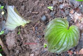 Image result for Nervilia petraea