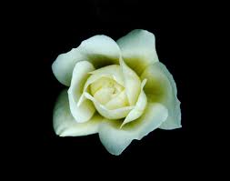 Maybe you would like to learn more about one of these? White Rose Steve Bailey Art Paintings Prints Flowers Plants Trees Flowers Flowers I Z Roses Artpal