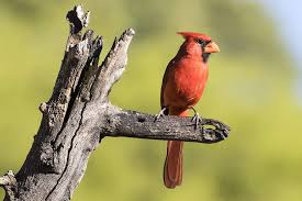 Image result for Pyralis cardinalis