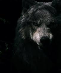 Pin By Orkun On Baren Wolf Pictures Wild Wolf Wolf Love