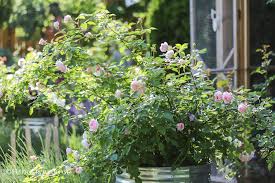 Bears beautiful, cupped, mid pink rosettes with a light to medium fruity fragrance. Growing Olivia Rose Austin